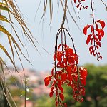 Botanická zahrada (Funchal)