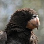 Výstava exotického ptactva v botanické zahradě ve Funchalu