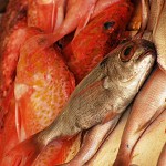 Rybí trh v centru Funchalu