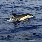 Tursiops truncatus - delfín skákavý