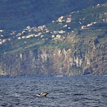 Tursiops truncatus - delfín skákavý