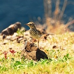 Anthus berthelotii - linduška kanárská