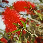 Callistemon rigidus