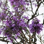 Jacaranda mimosifolia