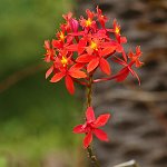 Botanická zahrada (Funchal)
