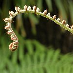 Botanická zahrada (Funchal)