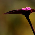 Botanická zahrada (Funchal)