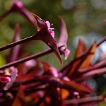 Botanická zahrada (Funchal)