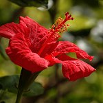 Hibiscus rosa sinensis