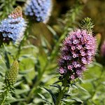 Echium candicans