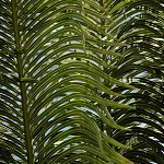 Botanická zahrada (Funchal)