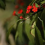 Botanická zahrada (Funchal)