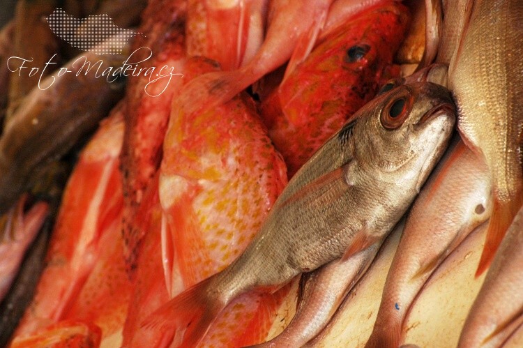 Fotografie Madeiry