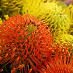 Květiny na tržišti ve Funchalu