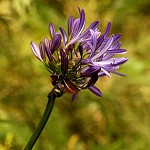 Agapanthus orientalis