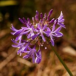 Agapanthus orientalis