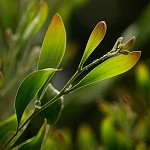 Rostliny rostoucí podél levád