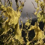 Usnea