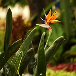 Strelitzia reginae
