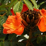 Spathodea Campanulata