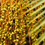 Phoenix canariensis - datlovník kanárský