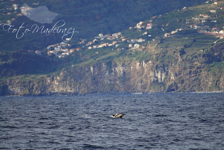 Fotografie Madeiry