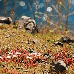 Mesembryanthemum crystallinum - kosmatec