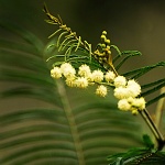 Acacia mearnsii