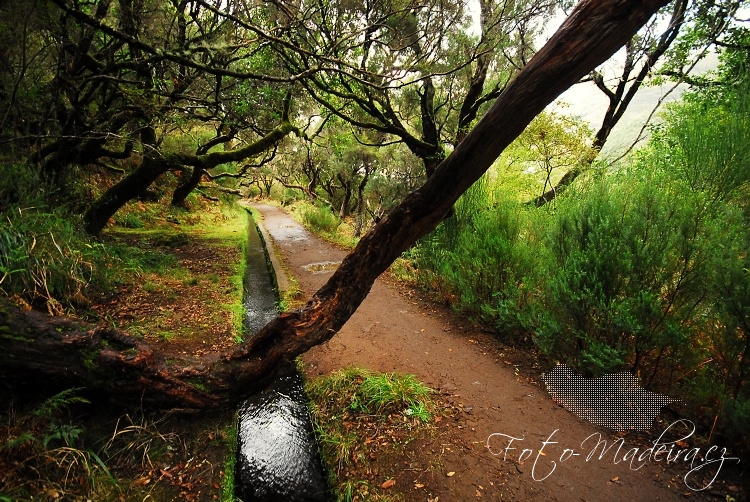 Fotografie Madeiry